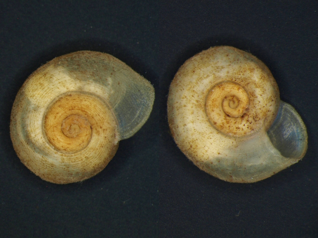 Gyraulus albus